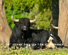 OS “SILVAS” PARA A PRIMEIRA DA FEIRA DO TOIRO